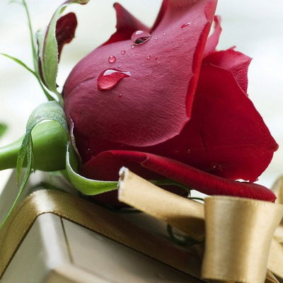 Ольга Игнатченко