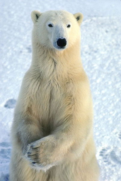 Роман Стецюк