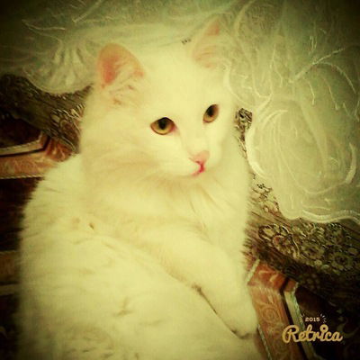 Александра Ярмак