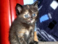 Маргарита Маргашова