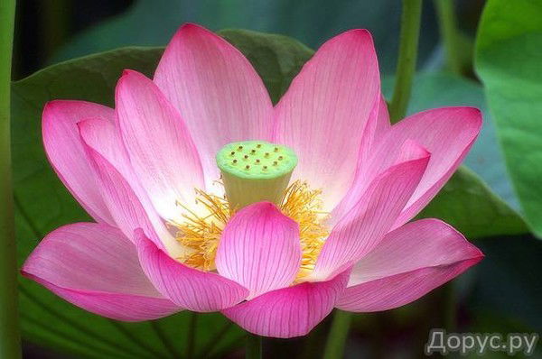 Чимита Шагдурова