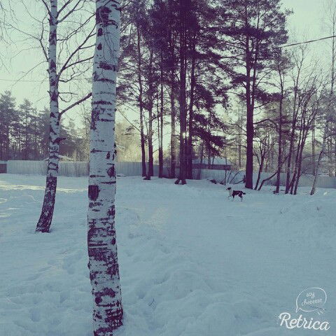 Аля Никифорова