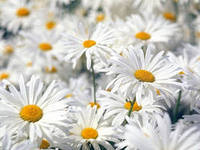 Оля Погорелова