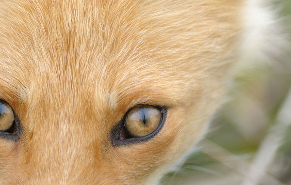 Славка Зайцев