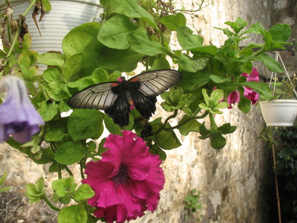 Катерина Коваль