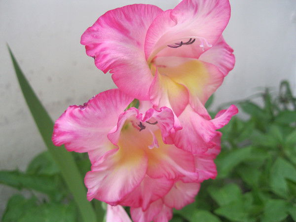 Галия Шамсудинова