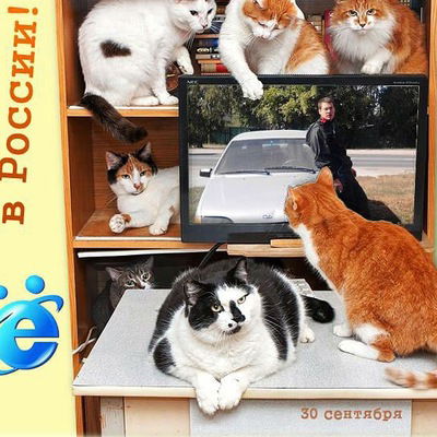 Александр Волк