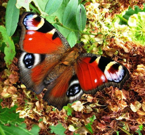 Римма Бутенко (Шарапова)