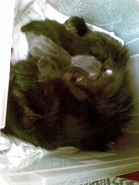 Красотка Нескажу