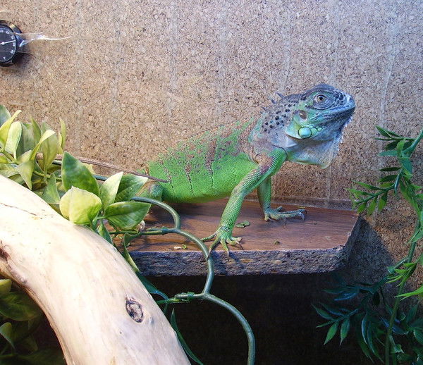 Александр Соколов