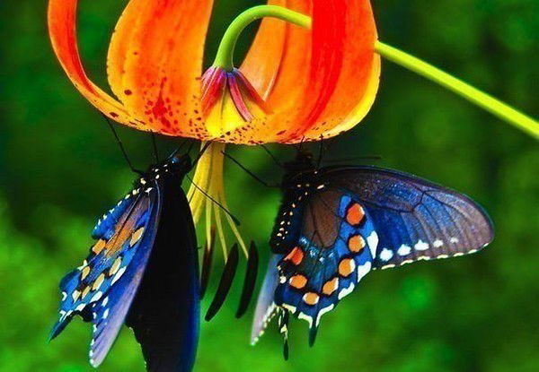 Юлия Куфтина