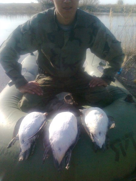 Тимур Кдырниязов