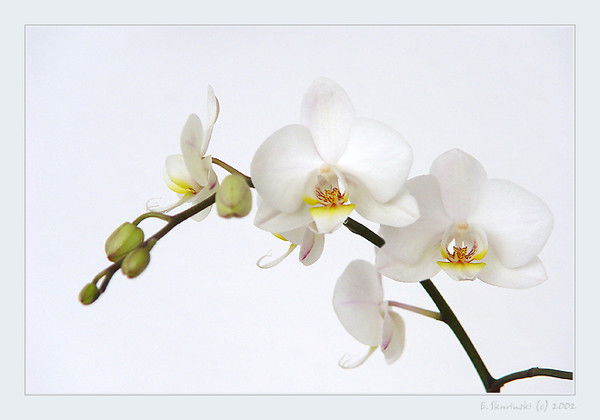 Ирина Зимина