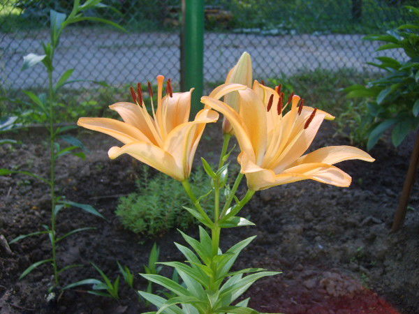 Татьяна Цветкова