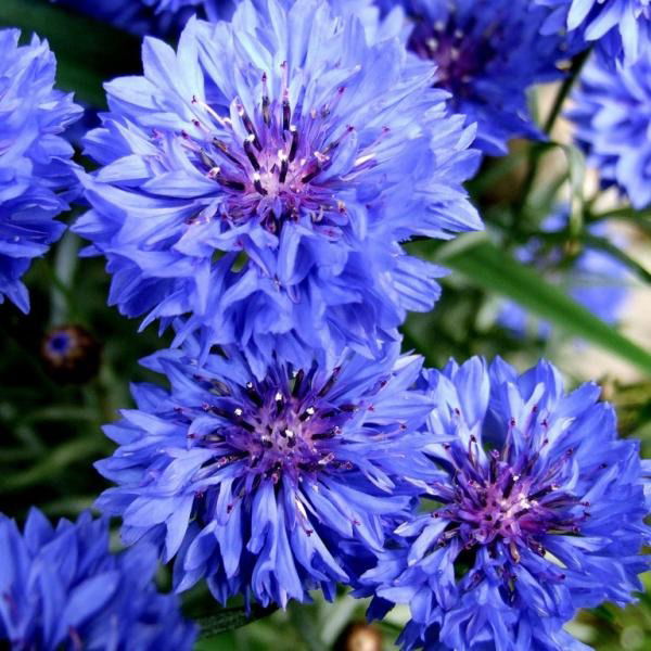 Анна Орлюкова