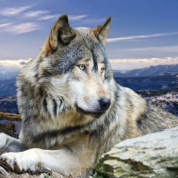 Антон Давыдов