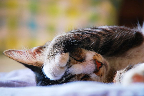 Светлана Таратута