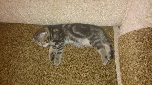 Татьяна Герман