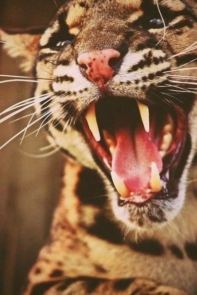 Паша Шиянов