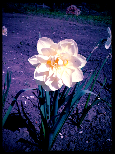 Ольга Лисина