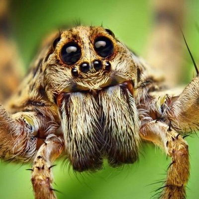 Сергей Иванец