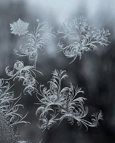 Наташа Дрофа