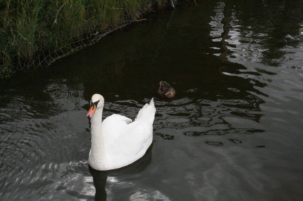 Владимир Лебедев