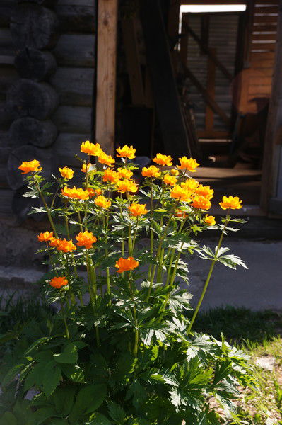 Анна Жлудько