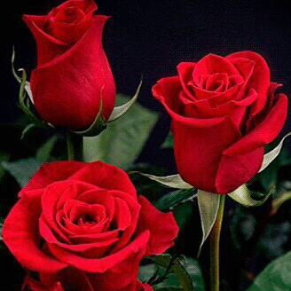 Айгерим Бердибекова