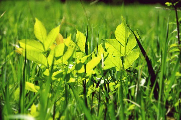 Лилиана Иванова