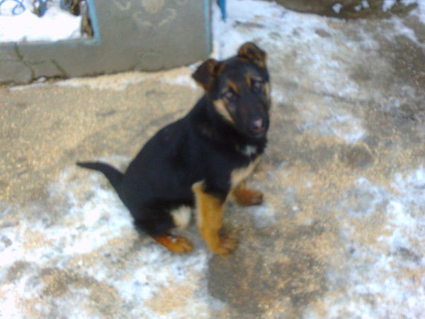 Алексей Священко