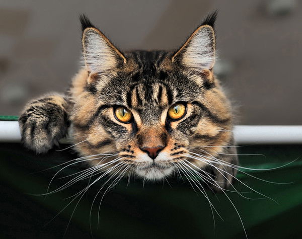 Дмитрий Иванов