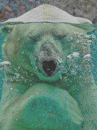 Данил Кренделев