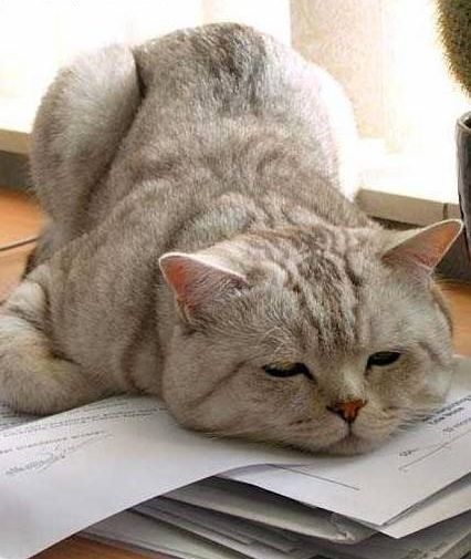 Роман Коренёв