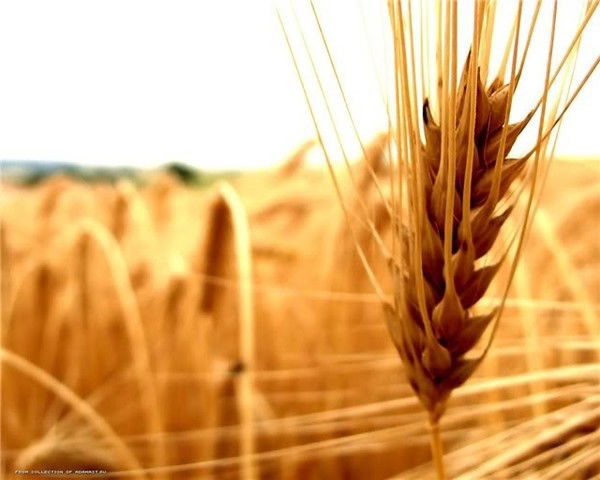 Золотой Колос