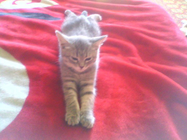 Татьяна Карпова