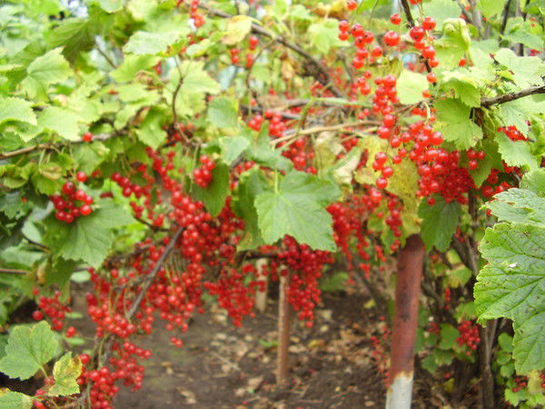 Марина Голенищева