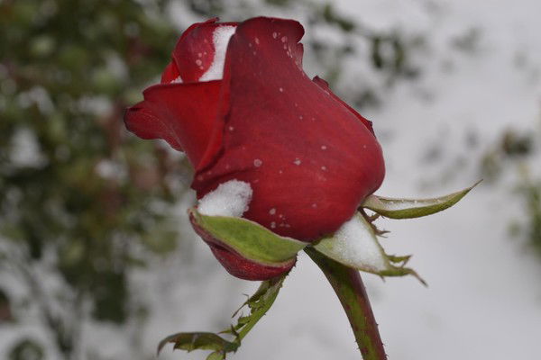 Гульнур Галяутдинова