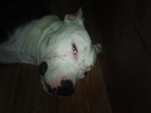 Владимир Евневич