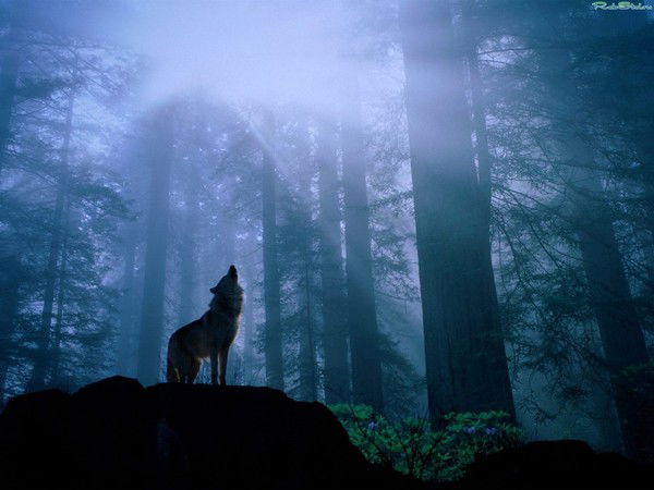 Никита Жамцаев