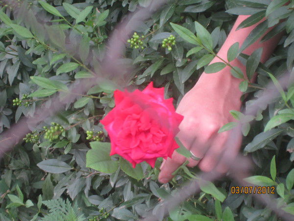 Елена Ильина