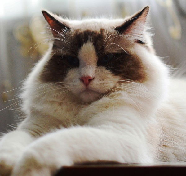 Юлия Досанова