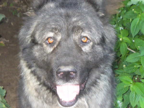 Влад Буянов