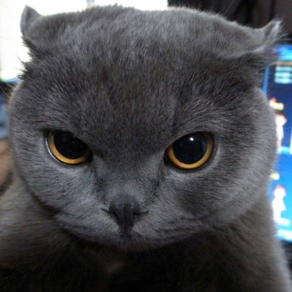 Ален Аленов