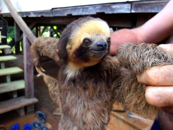 Владимир Платонов