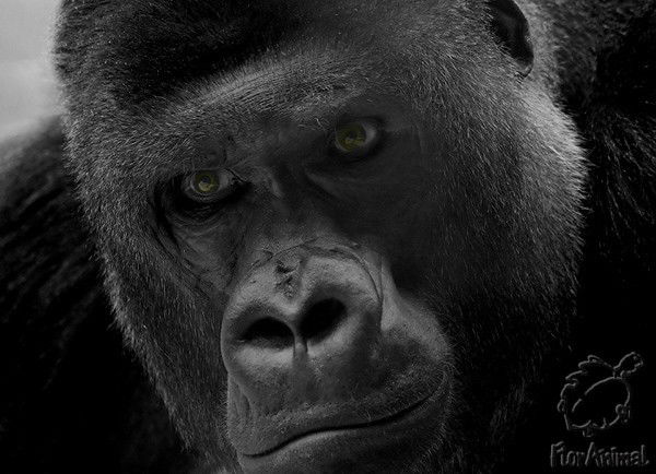 Руслан Шкляров