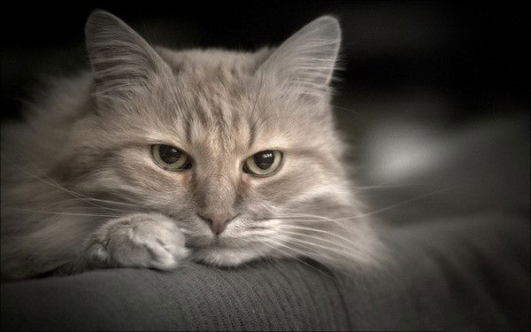 Оксана Злобина