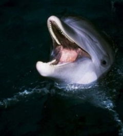 Ирина Лысенко