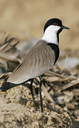 Людмила Соркин