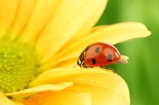 Рита Бровченко